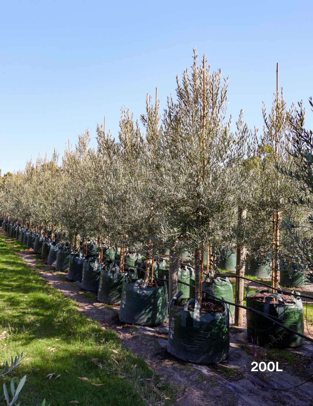 Olea europaea 'Tolley's Upright' - Olive