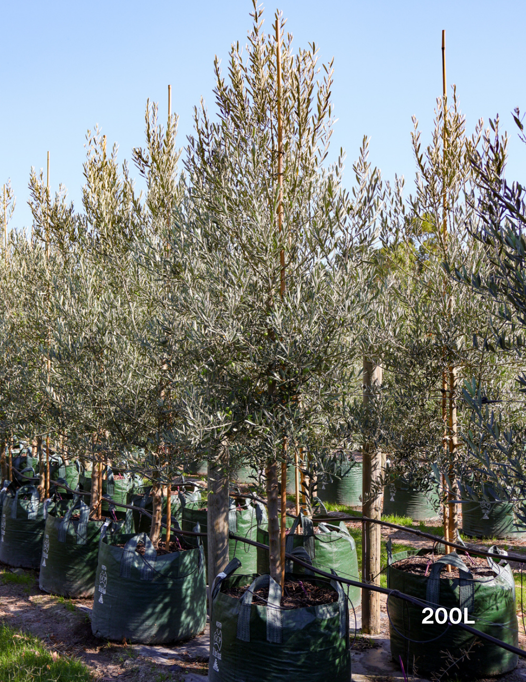 Olea europaea 'Tolley's Upright' - Olive - Evergreen Trees Direct