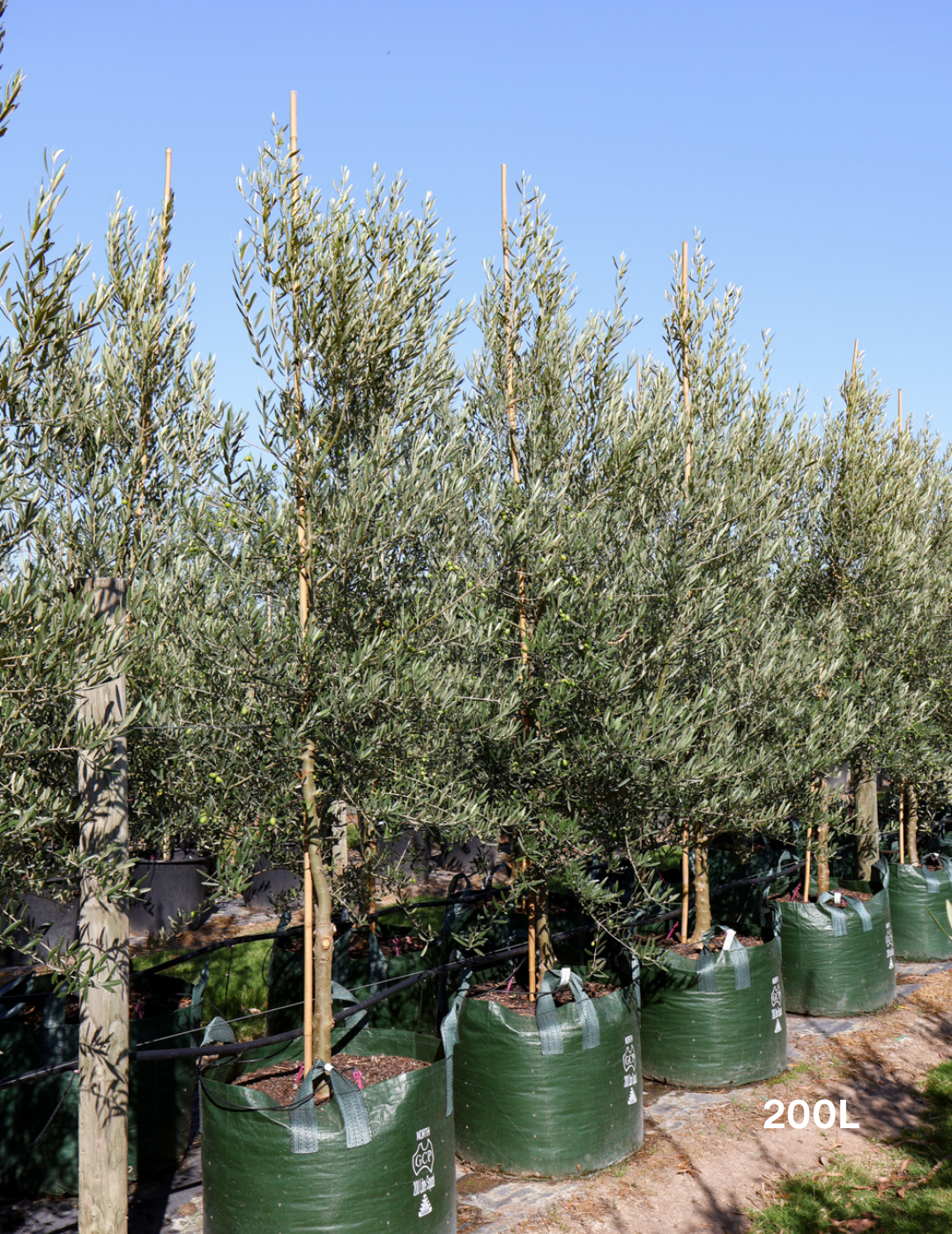 Olea europaea 'Tolley's Upright' - Olive - Evergreen Trees Direct