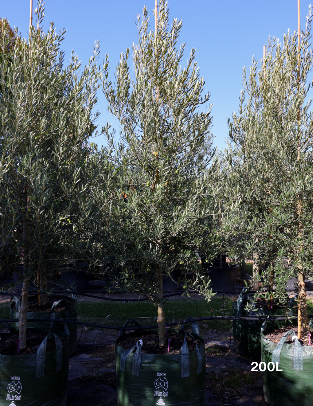 Olea europaea 'Tolley's Upright' - Olive - Evergreen Trees Direct