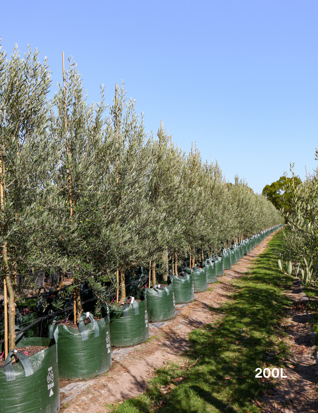 Olea europaea 'Tolley's Upright' - Olive - Evergreen Trees Direct