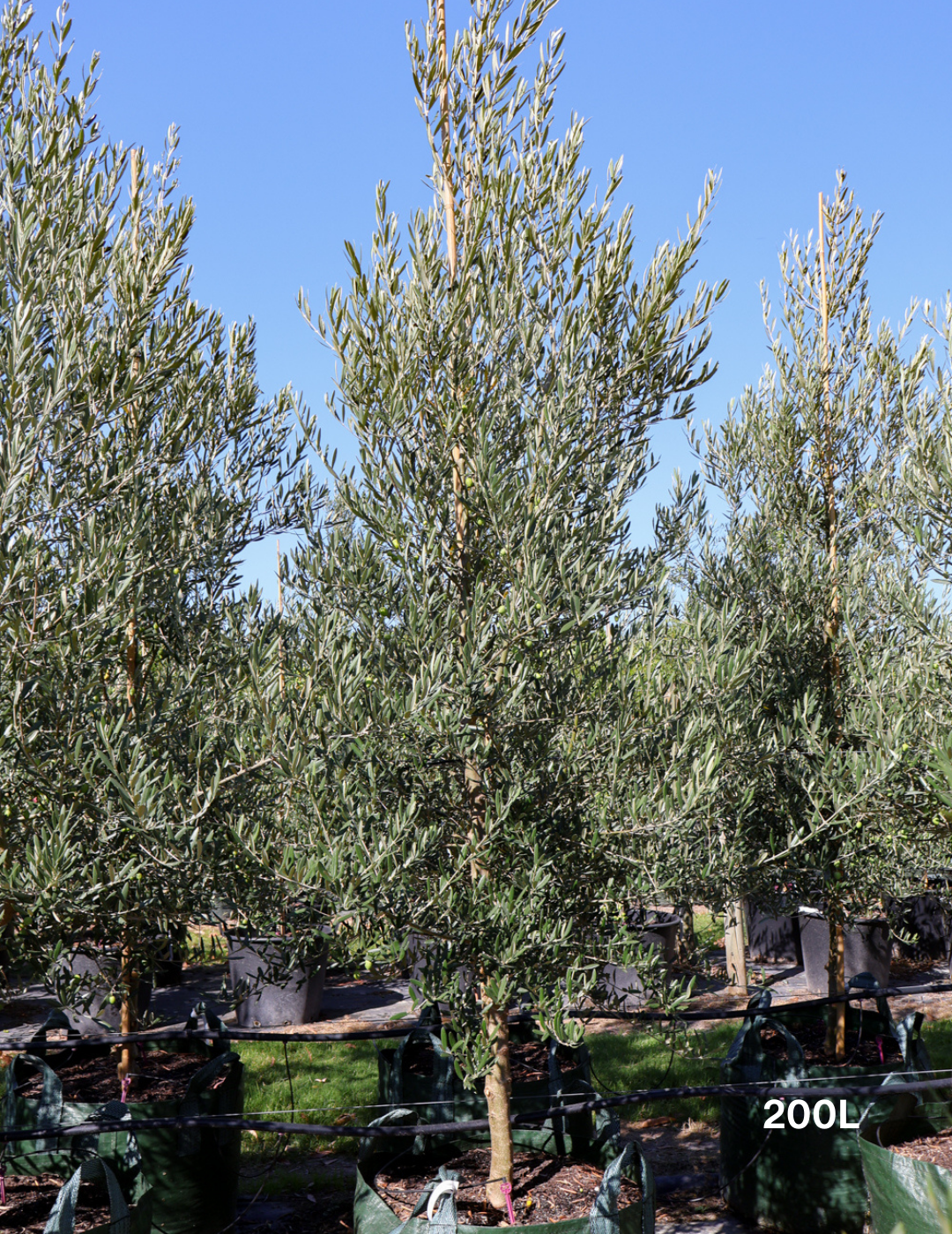 Olea europaea 'Tolley's Upright' - Olive - Evergreen Trees Direct