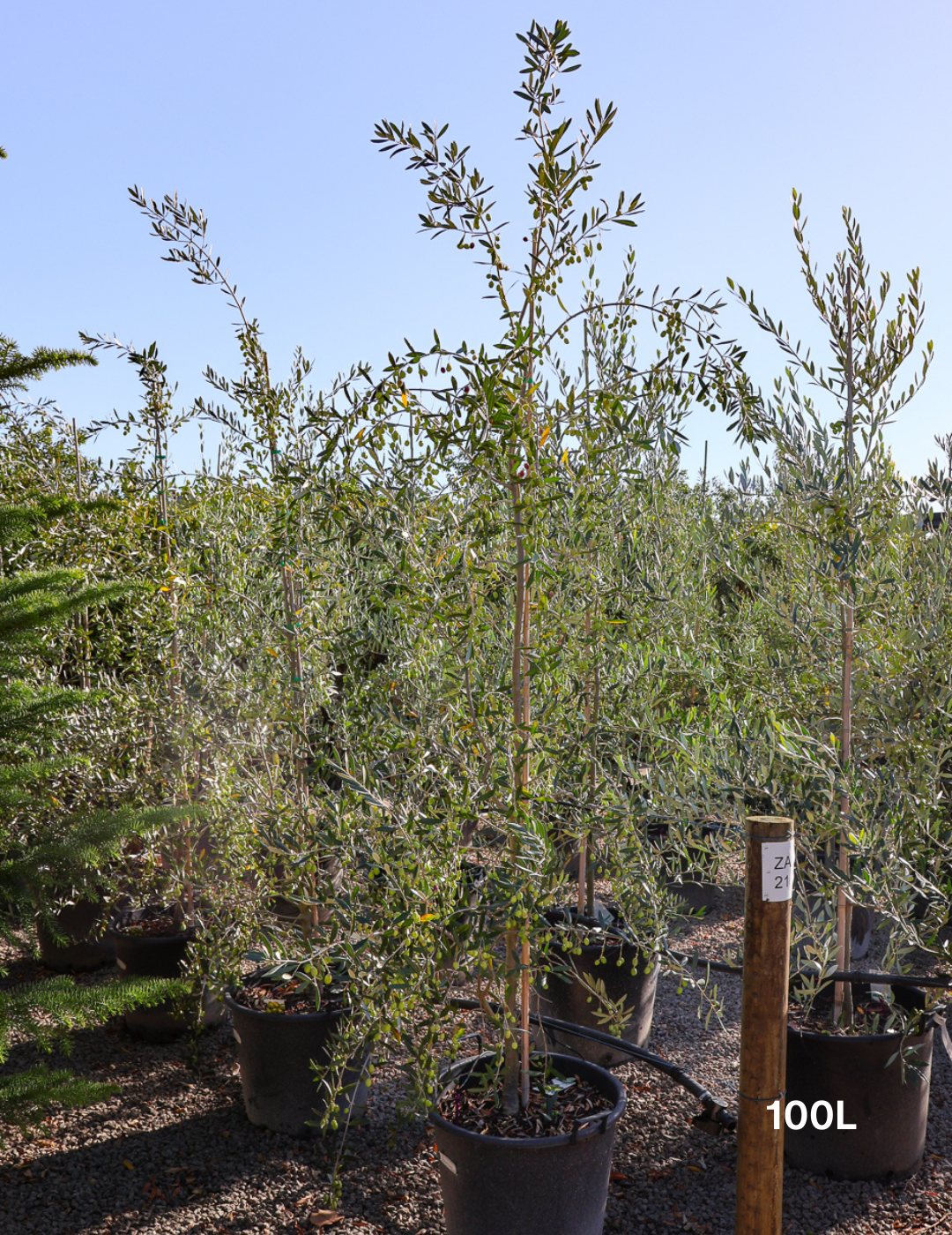 Olea europaea 'Correggiola' Olive - Evergreen Trees Direct