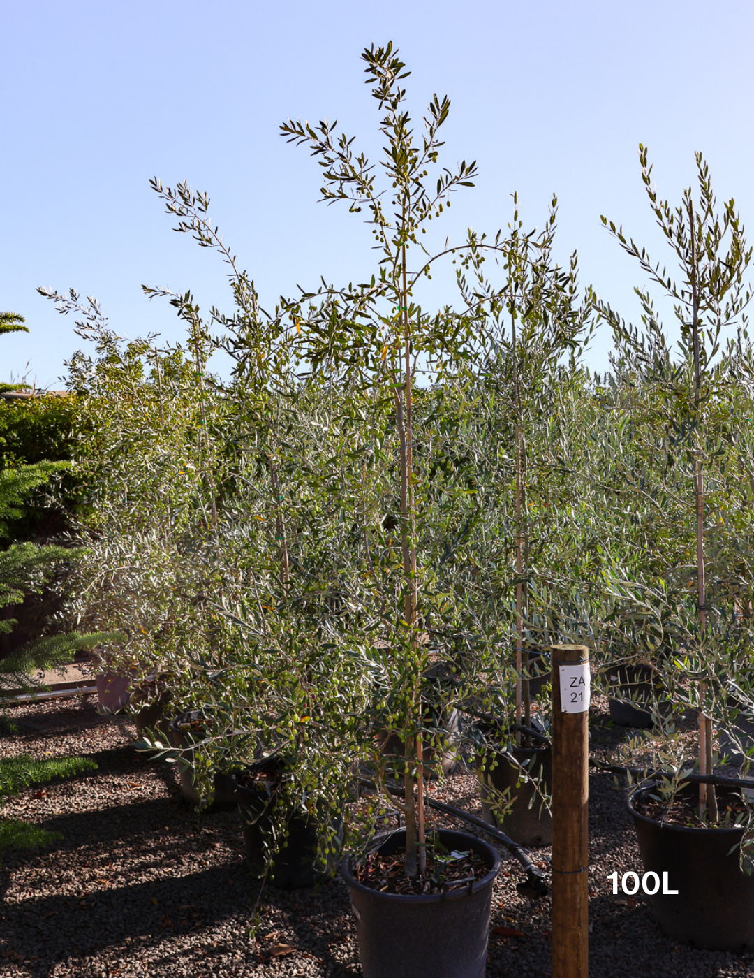 Olea europaea 'Correggiola' Olive - Evergreen Trees Direct