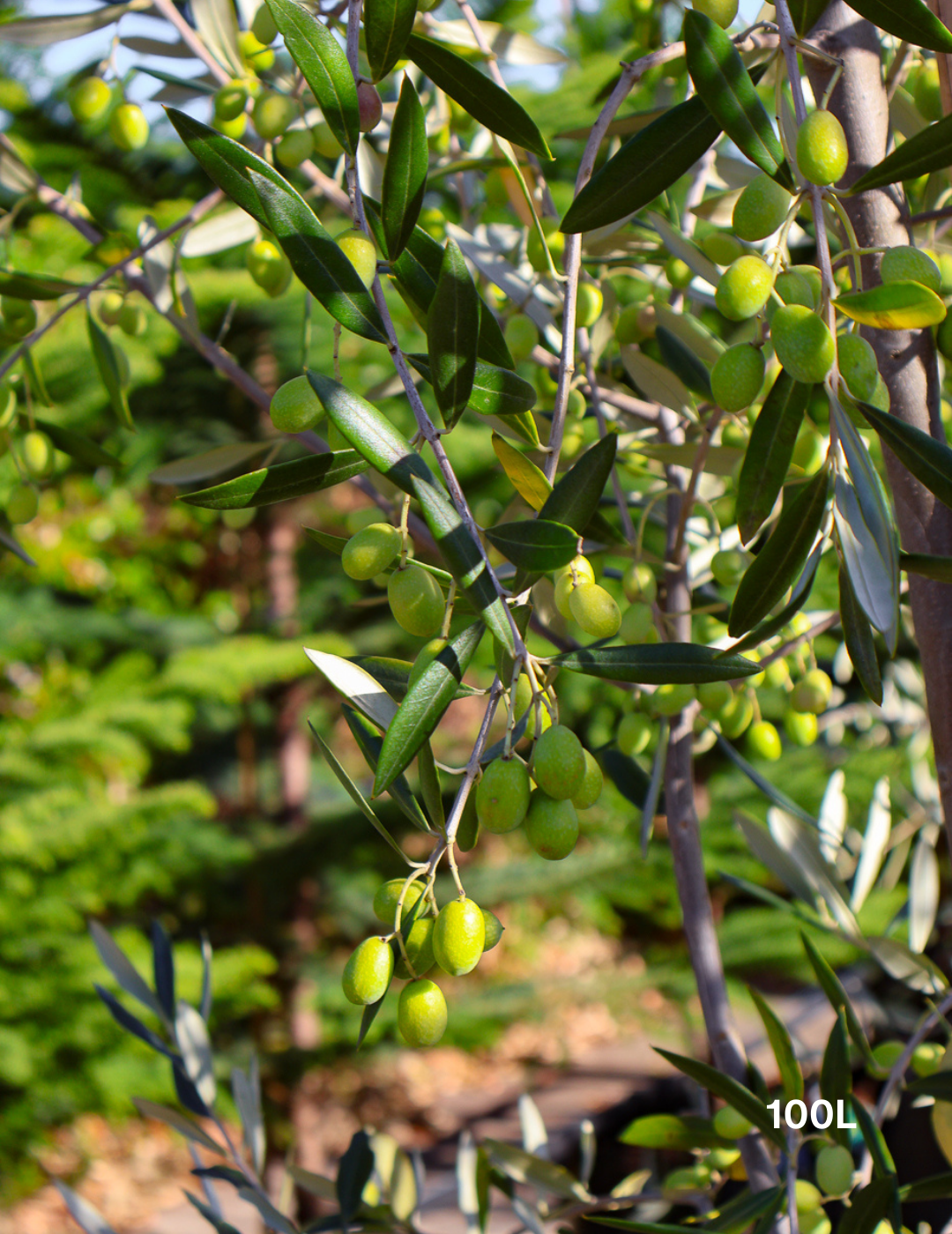 Olea europaea 'Correggiola' Olive - Evergreen Trees Direct