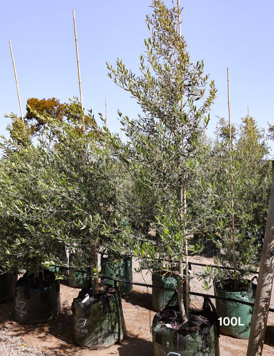 Olea europaea 'Manzanillo' - Olive - Evergreen Trees Direct