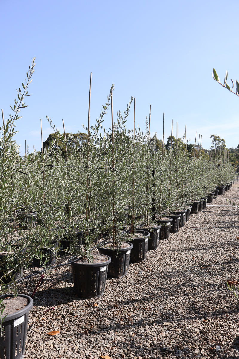 Olea europaea 'Tolley's Upright' - Olive - Evergreen Trees Direct