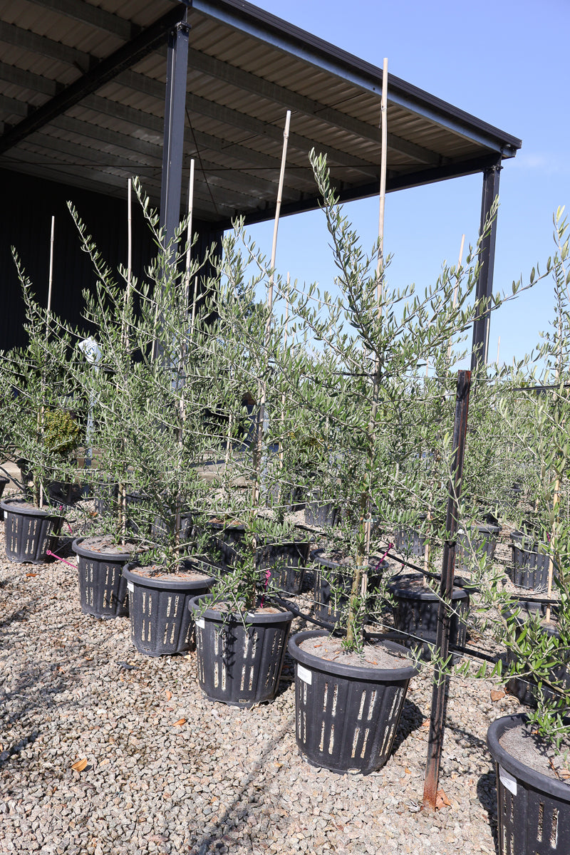 Olea europaea 'Tolley's Upright' - Olive - Evergreen Trees Direct