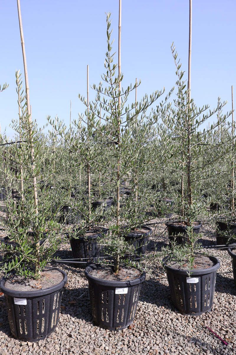 Olea europaea 'Tolley's Upright' - Olive - Evergreen Trees Direct