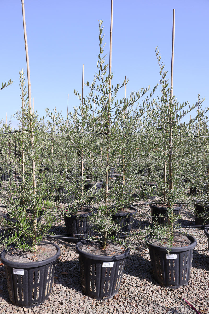 Olea europaea 'Tolley's Upright' - Olive - Evergreen Trees Direct