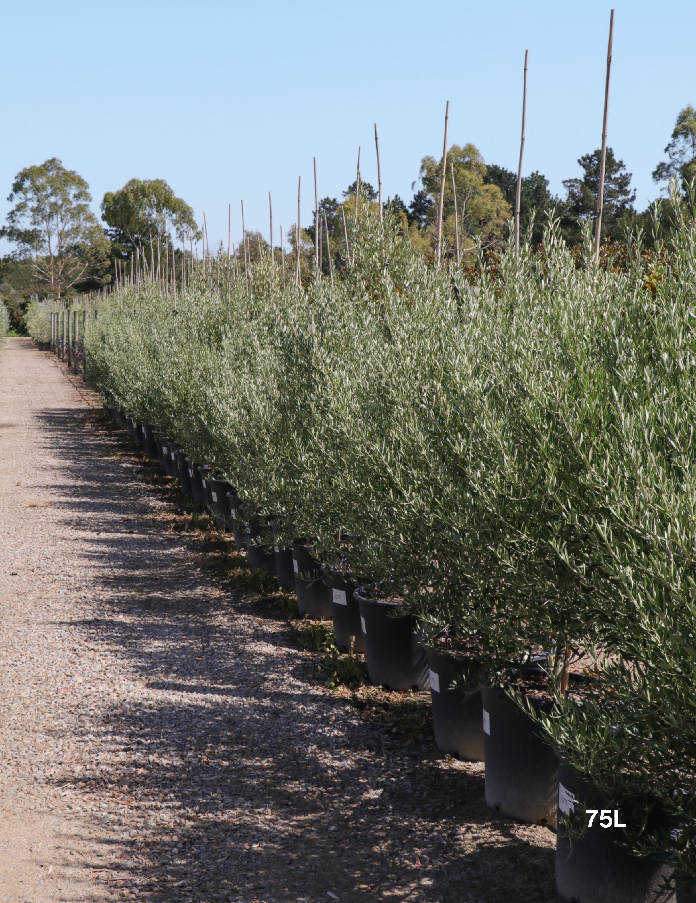 Olea 'Bambalina' Olive Tree