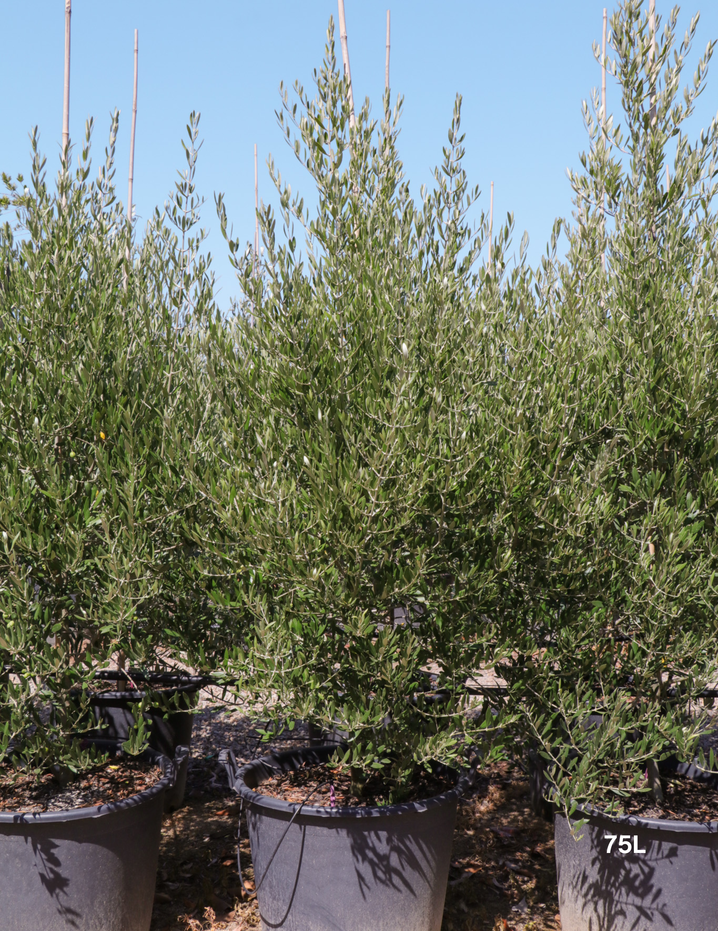 Olea 'Bambalina' Olive Tree