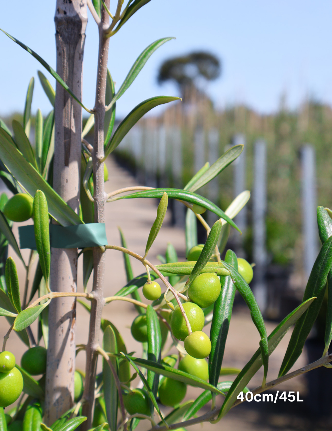 Olea europaea 'Del Morocco' - Evergreen Trees Direct