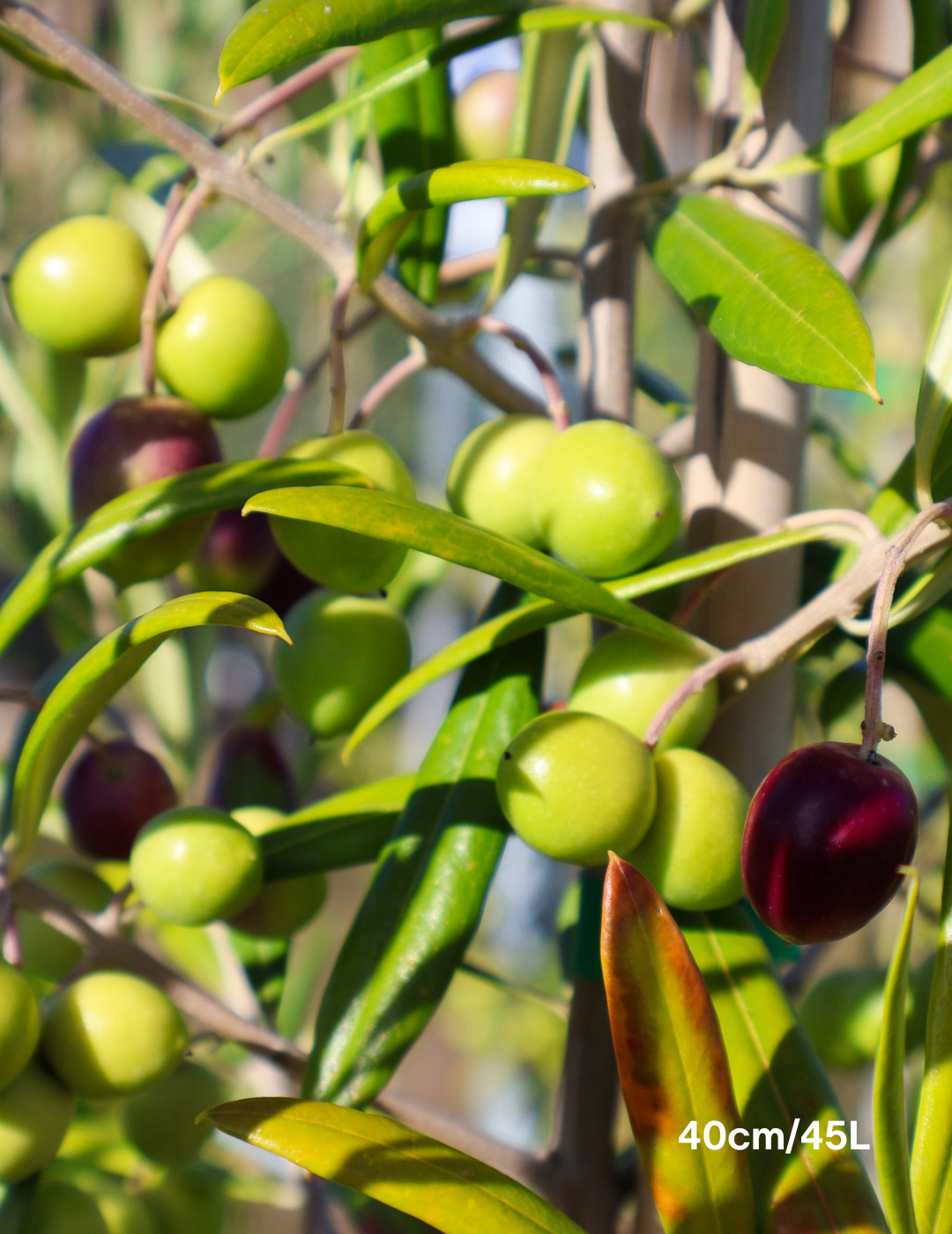 Olea europaea 'Del Morocco' - Evergreen Trees Direct