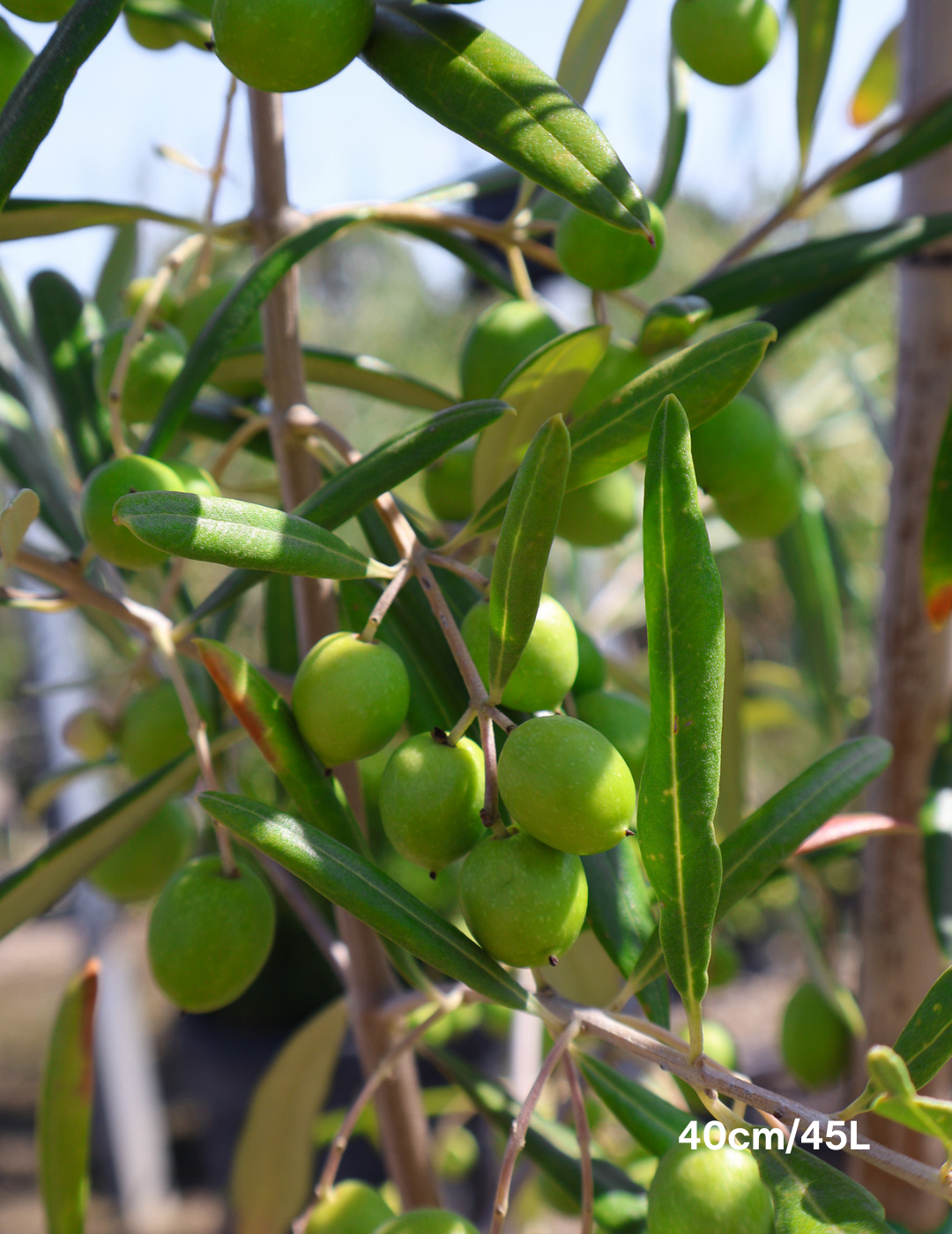 Olea europaea 'Del Morocco' - Evergreen Trees Direct