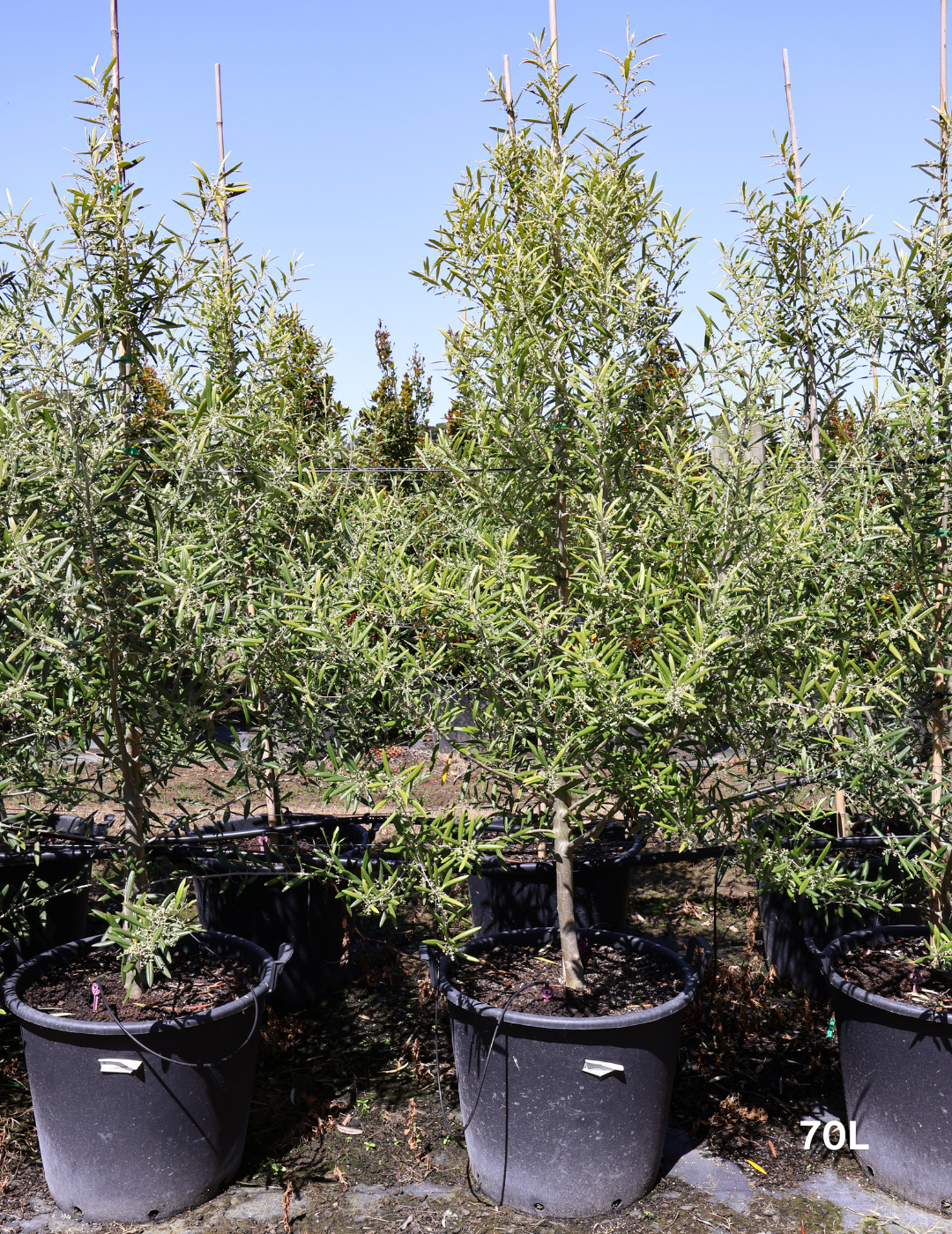 Olea europaea 'Del Morocco' - Evergreen Trees Direct