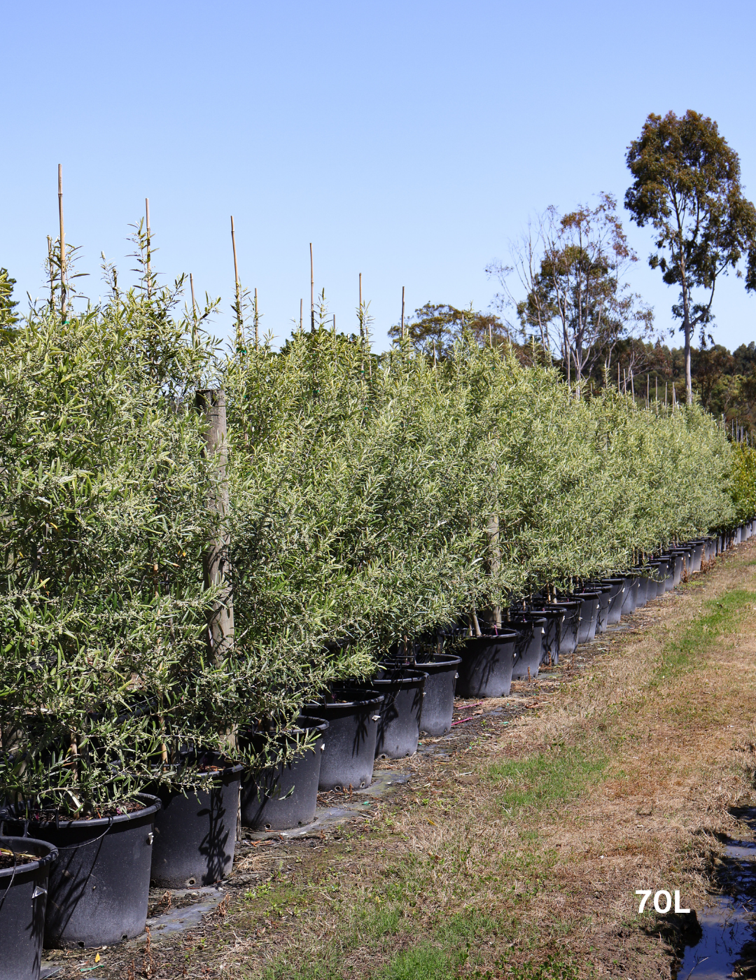 Olea europaea 'Del Morocco' - Evergreen Trees Direct