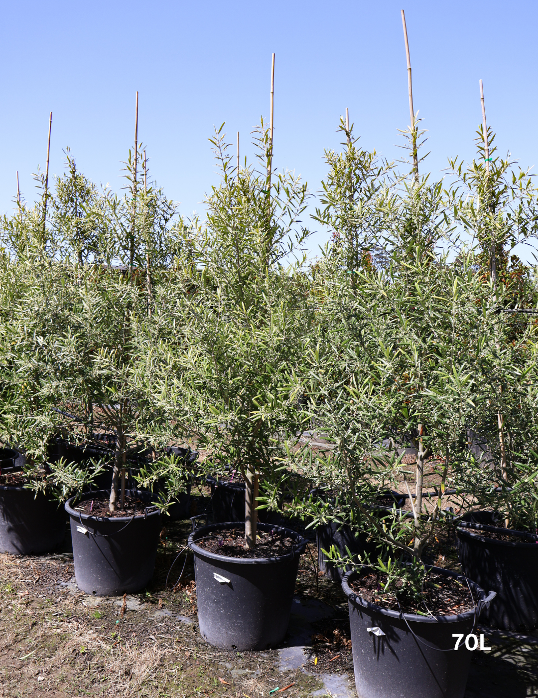 Olea europaea 'Del Morocco' - Evergreen Trees Direct