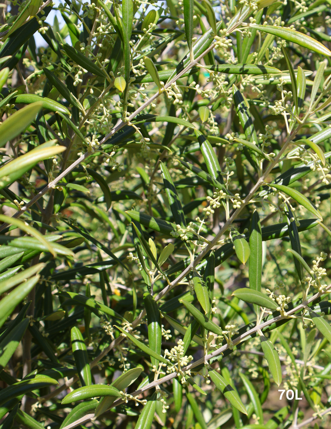 Olea europaea 'Del Morocco' - Evergreen Trees Direct