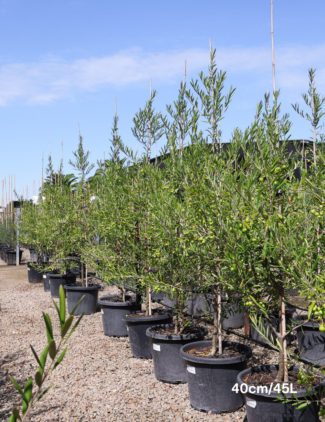 Olea europaea 'Del Morocco' - Evergreen Trees Direct