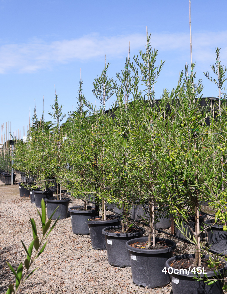 Olea europaea 'Del Morocco'