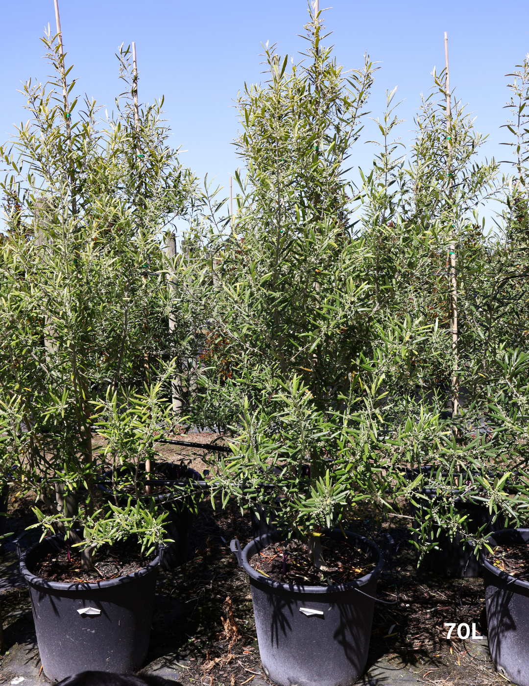 Olea europaea 'Del Morocco' - Evergreen Trees Direct