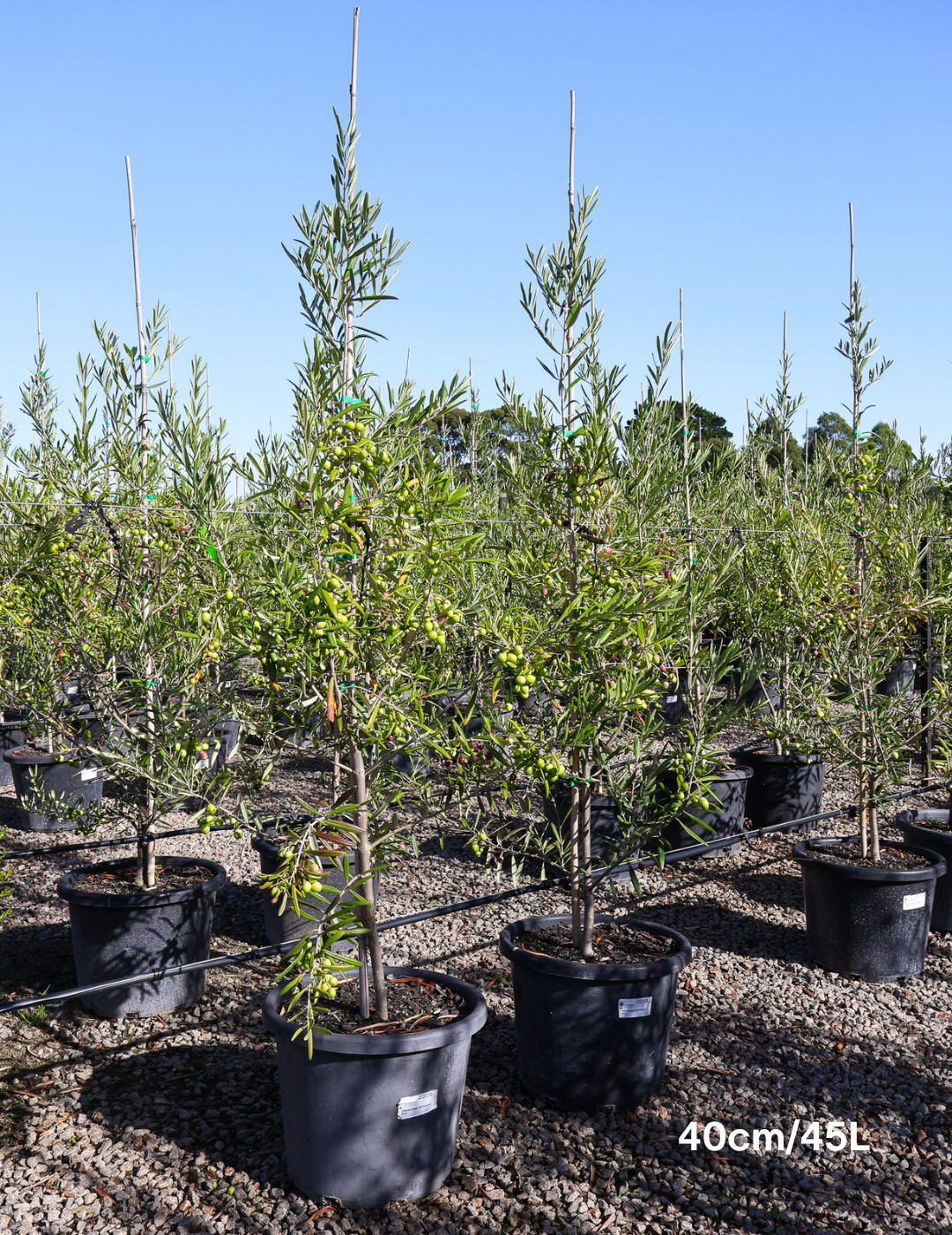 Olea europaea 'Del Morocco' - Evergreen Trees Direct