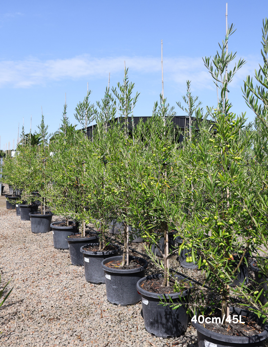 Olea europaea 'Del Morocco' - Evergreen Trees Direct