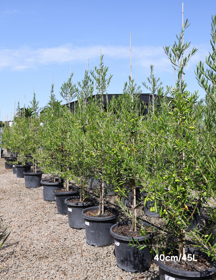 Olea europaea 'Del Morocco'