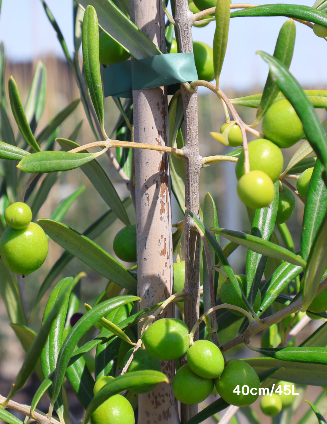 Olea europaea 'Del Morocco' - Evergreen Trees Direct