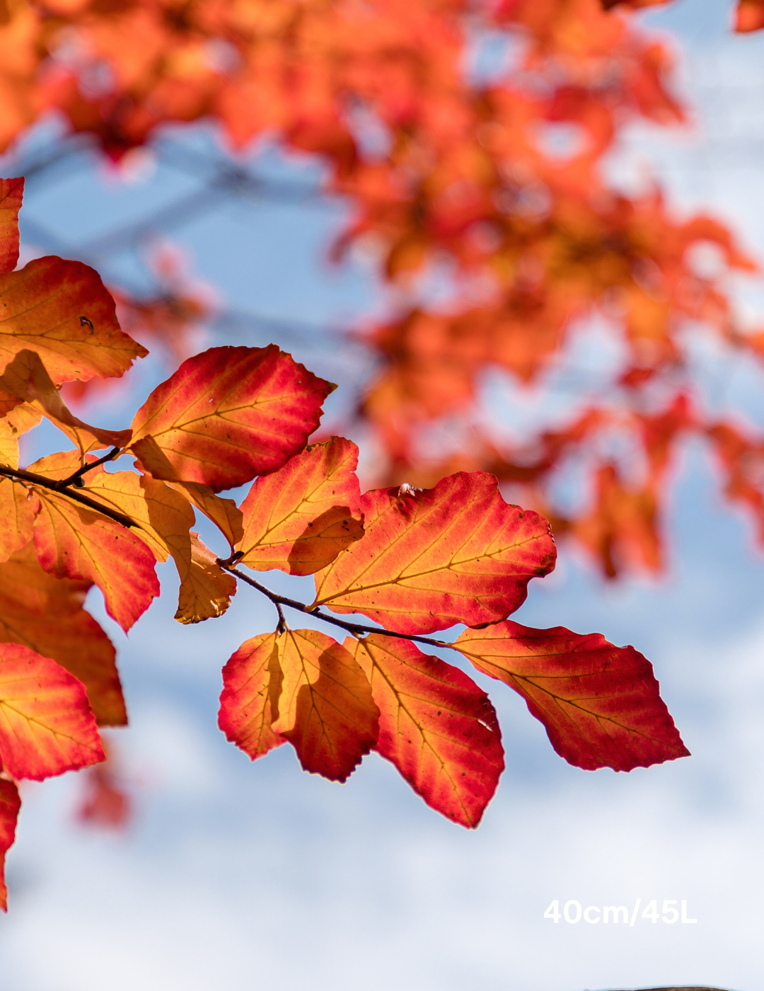 Parrotia Perscia