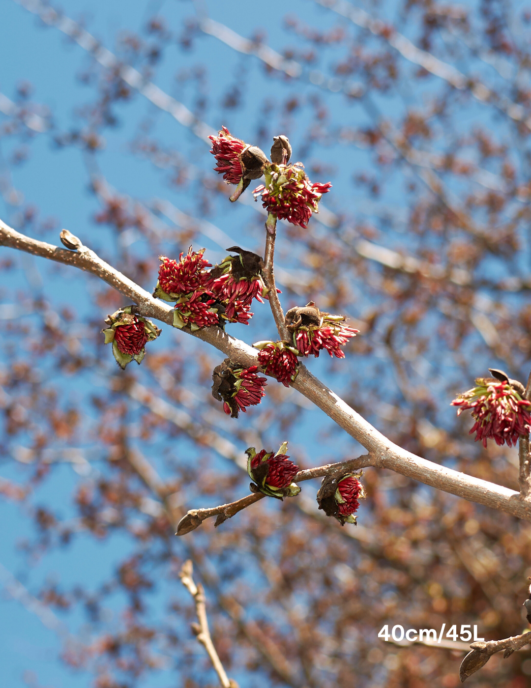 Parrotia Perscia - Evergreen Trees Direct