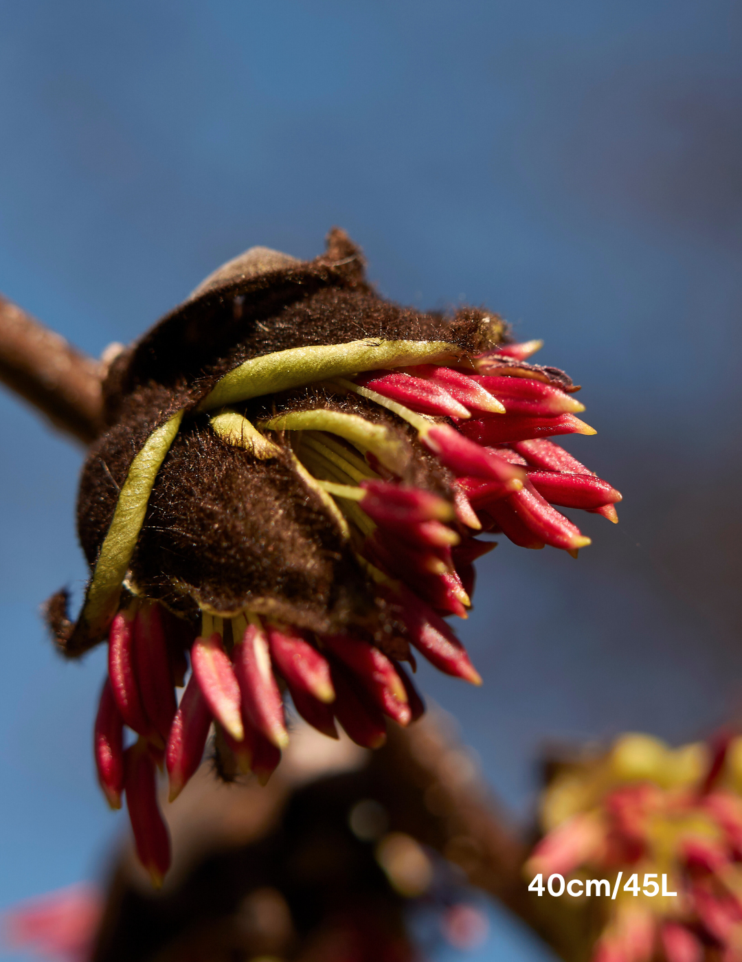 Parrotia Perscia - Evergreen Trees Direct