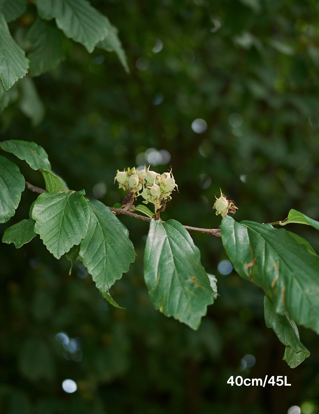 Parrotia Perscia - Evergreen Trees Direct