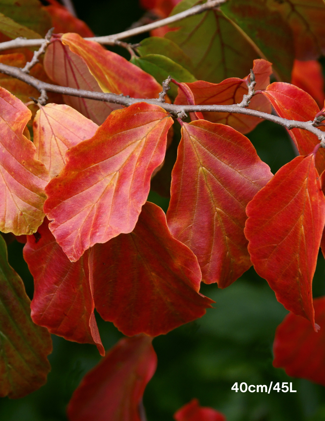 Parrotia Perscia - Evergreen Trees Direct