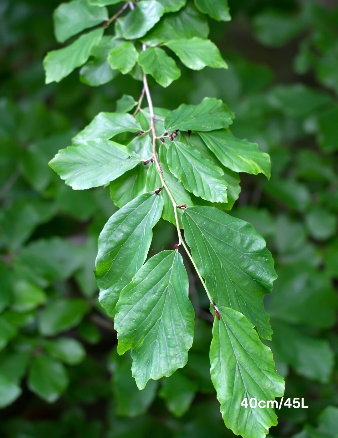 Parrotia Perscia - Evergreen Trees Direct