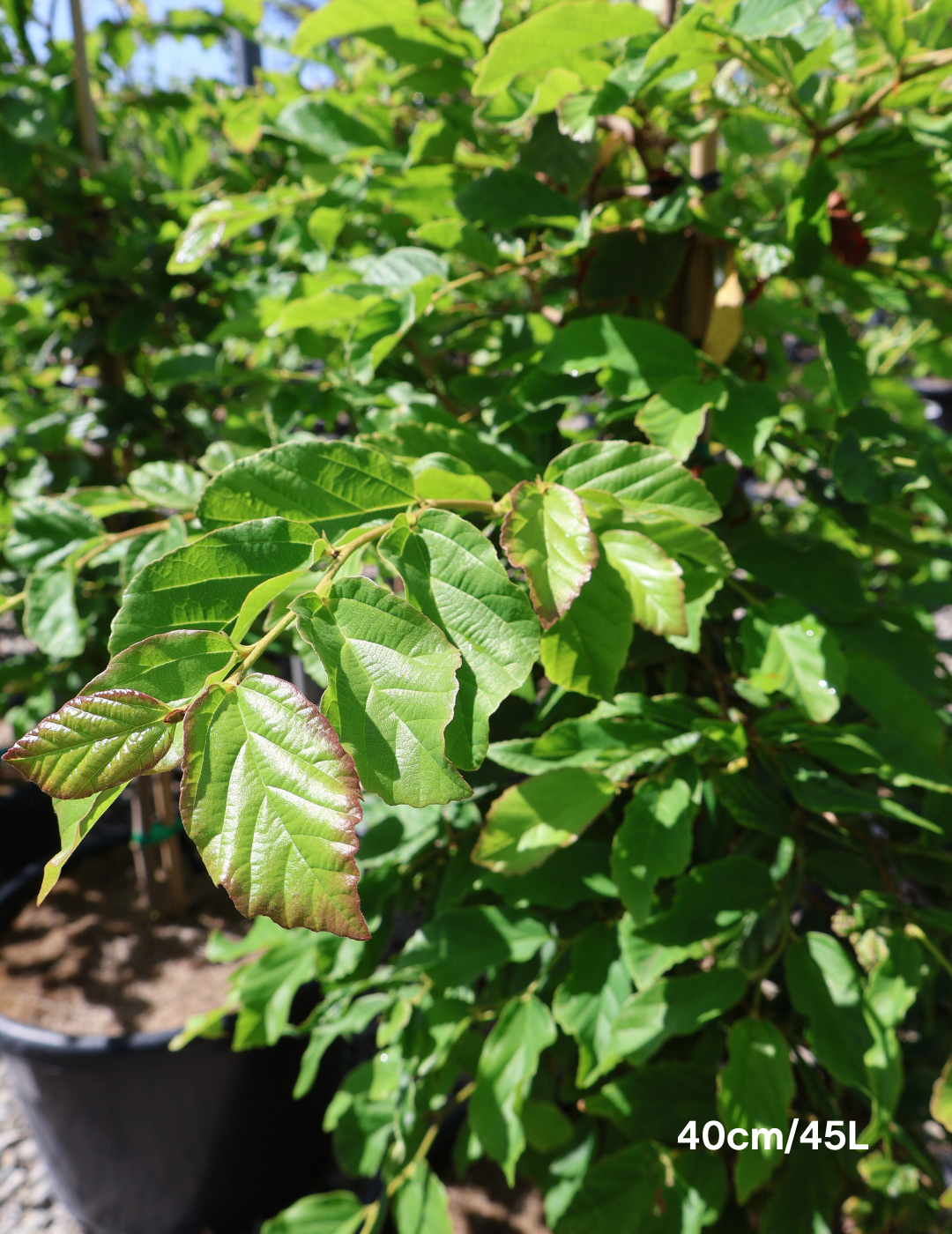 Parrotia Perscia - Evergreen Trees Direct