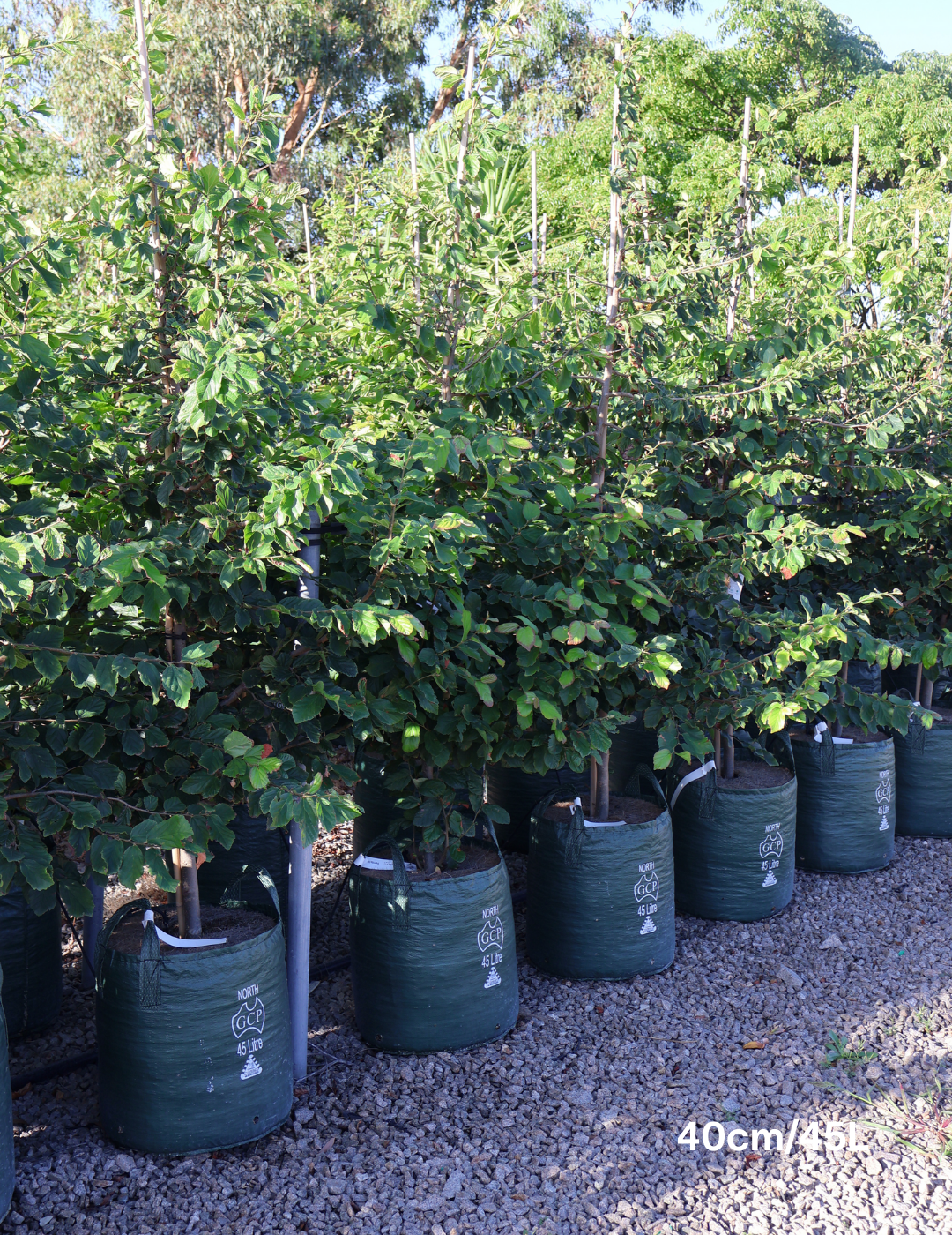 Parrotia Perscia - Evergreen Trees Direct