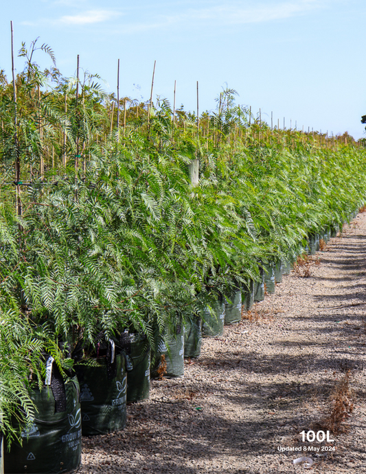 Schinus molle - Peppercorn Tree