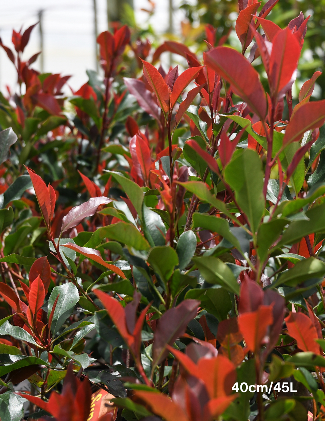 Photinia glabra 'Super Red' - Evergreen Trees Direct