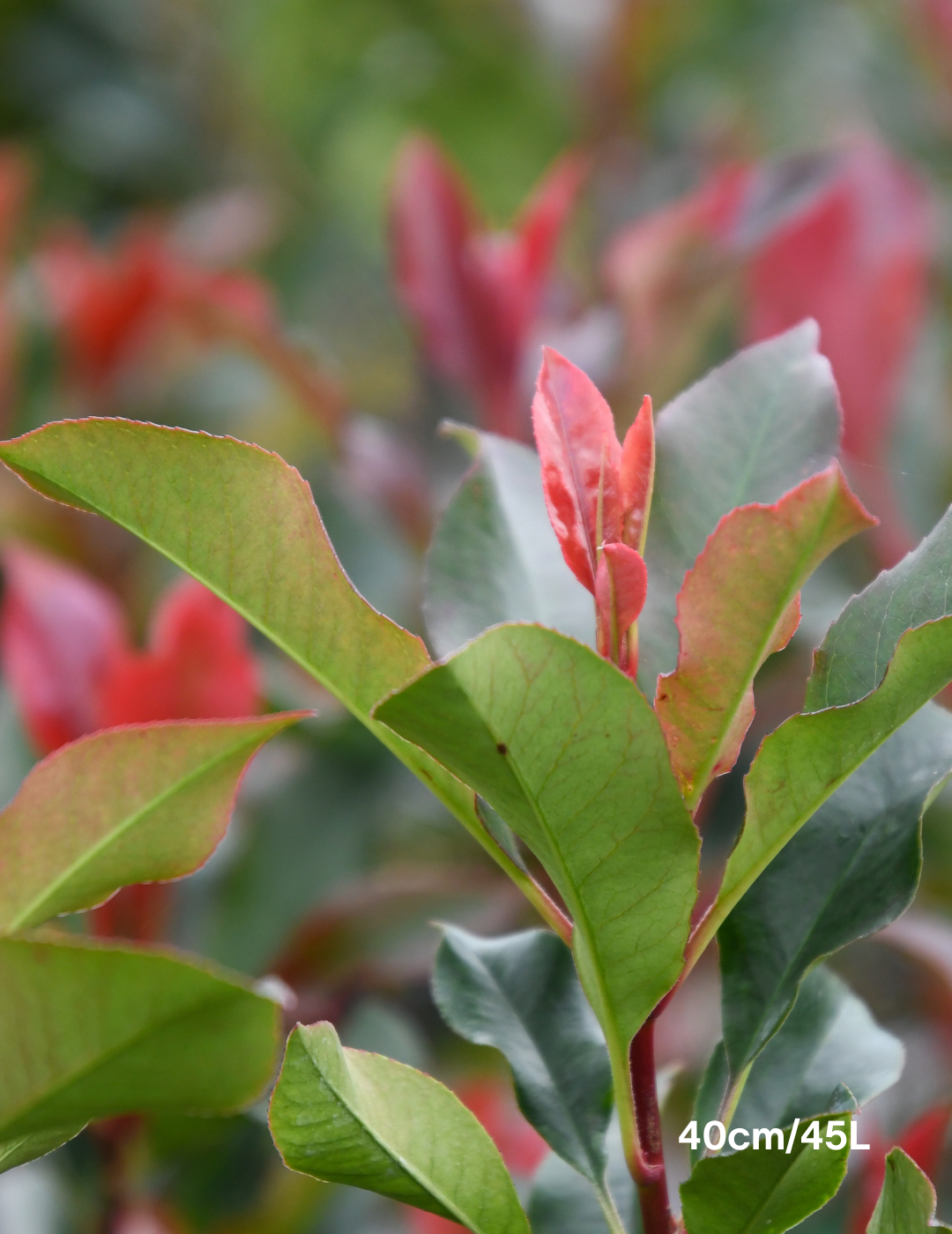 Photinia glabra 'Super Red'