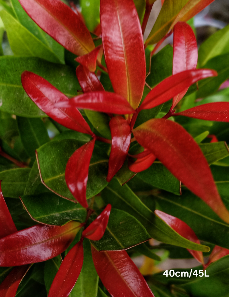 Photinia glabra 'Super Red'