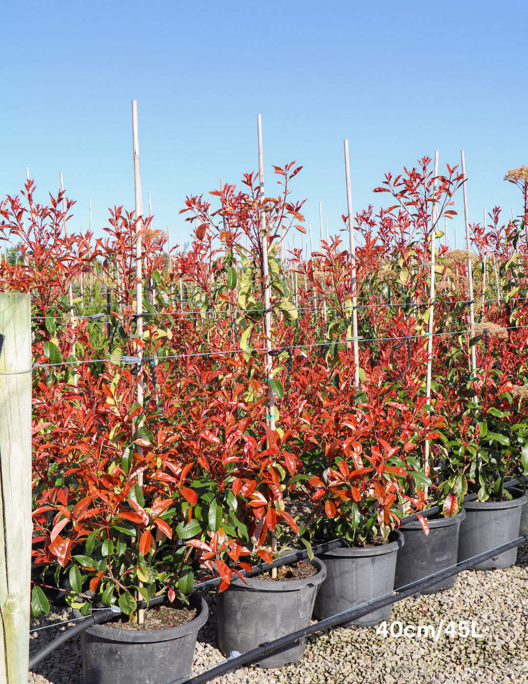 Photinia robusta - Evergreen Trees Direct