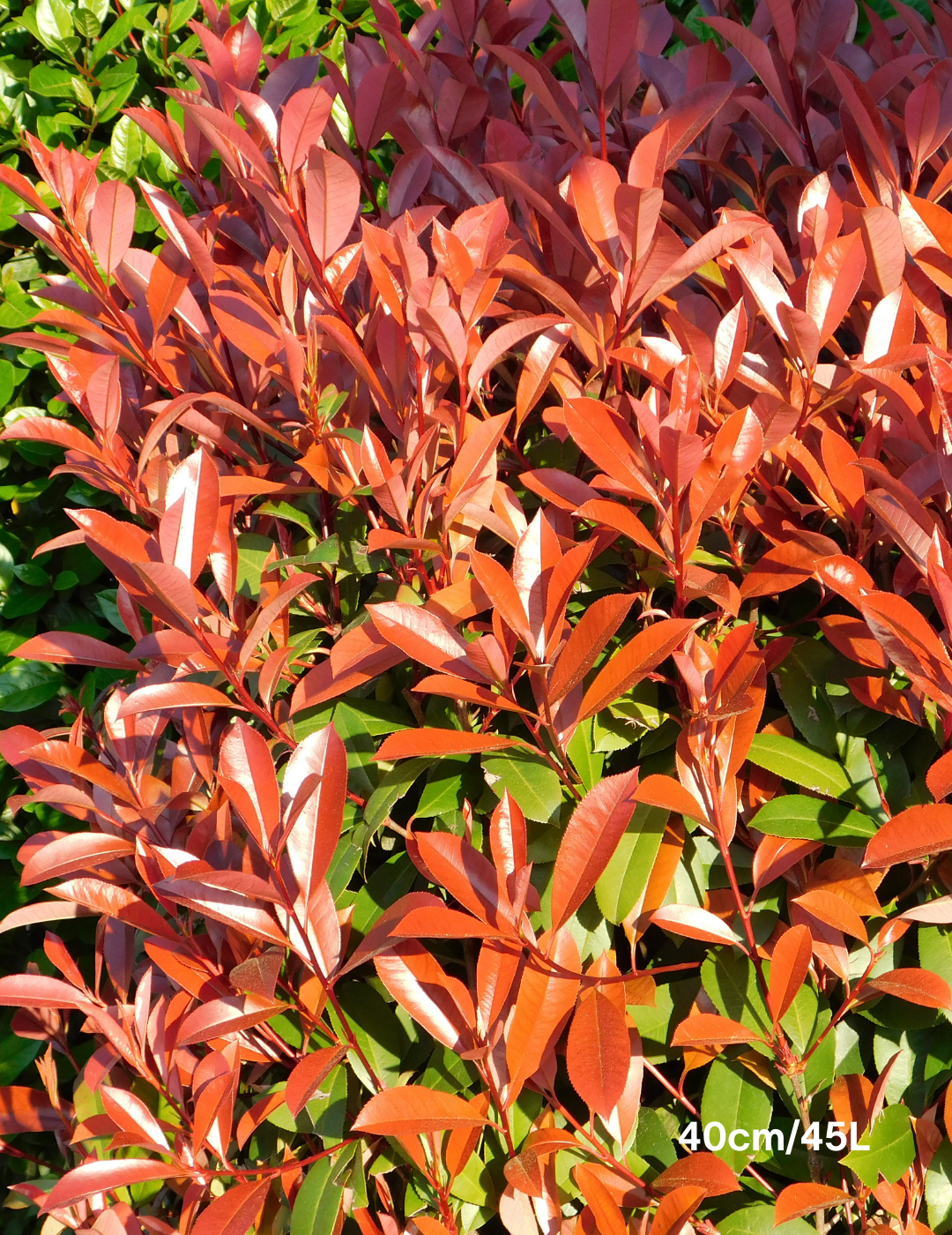 Photinia robusta - Evergreen Trees Direct