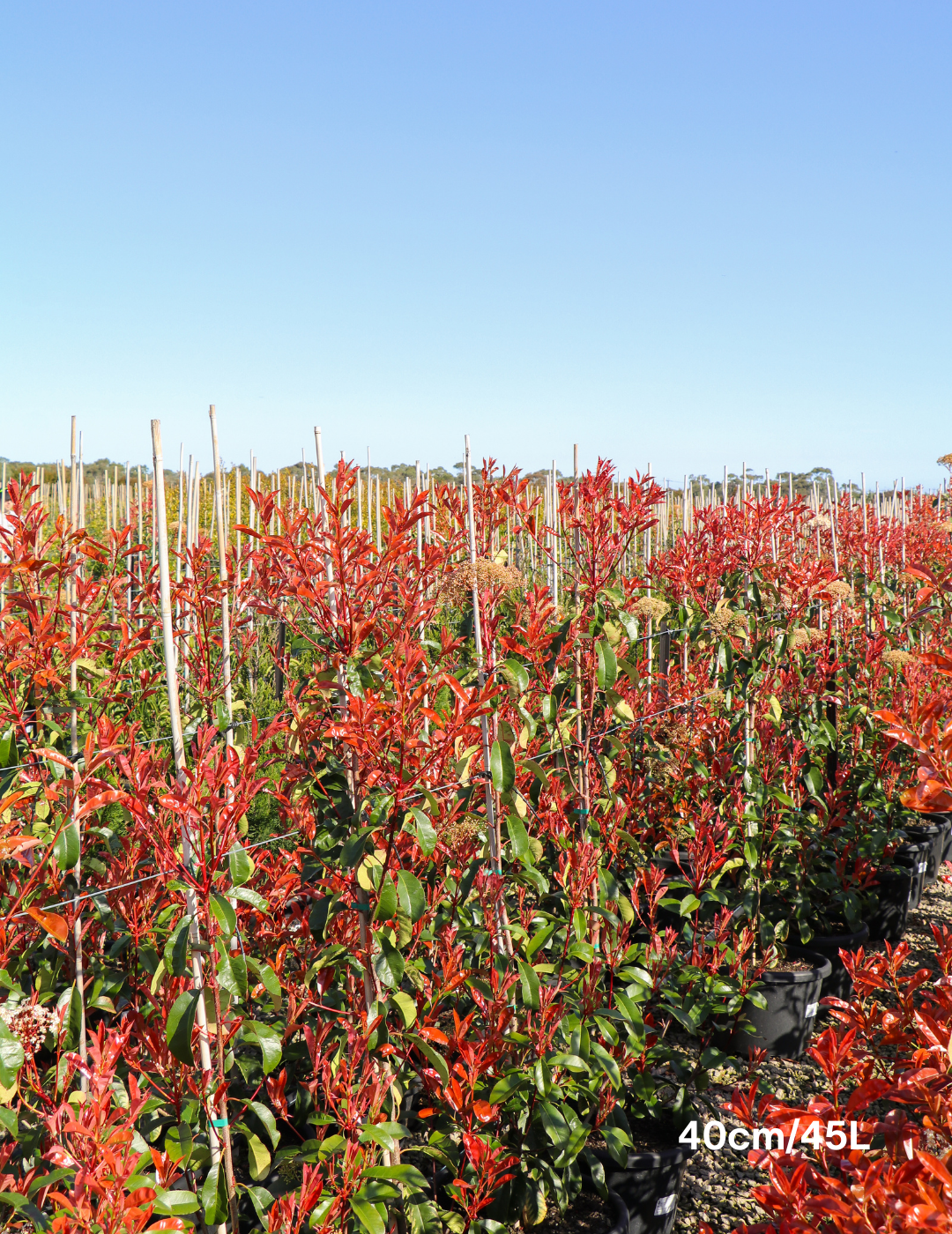 Photinia robusta - Evergreen Trees Direct