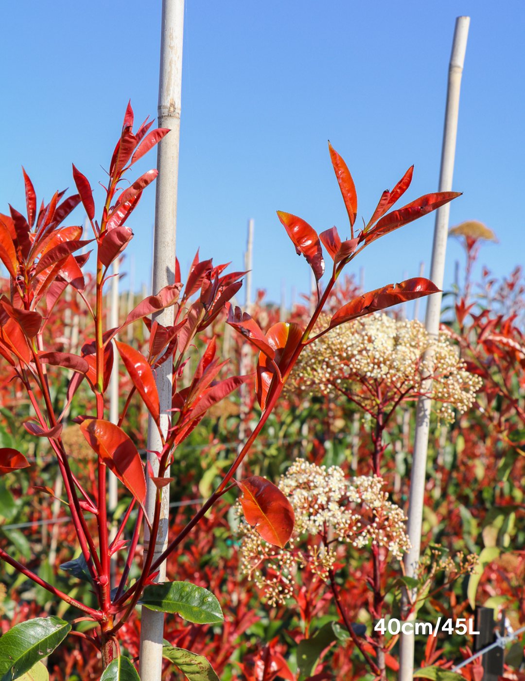 Photinia robusta - Evergreen Trees Direct