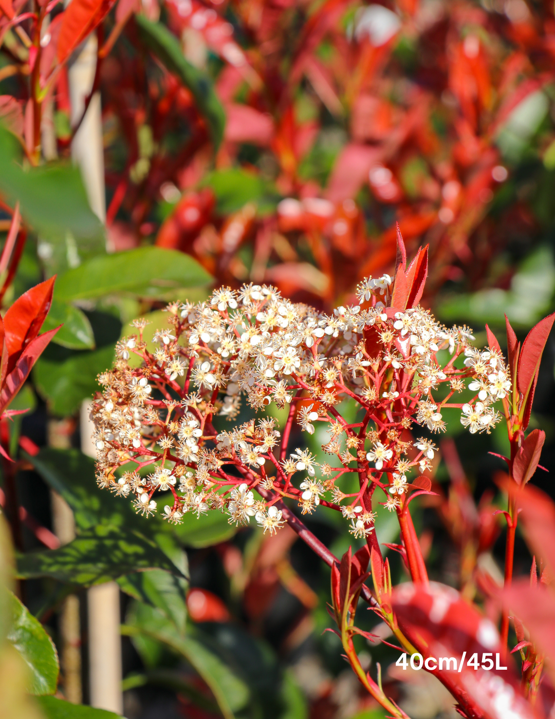 Photinia robusta