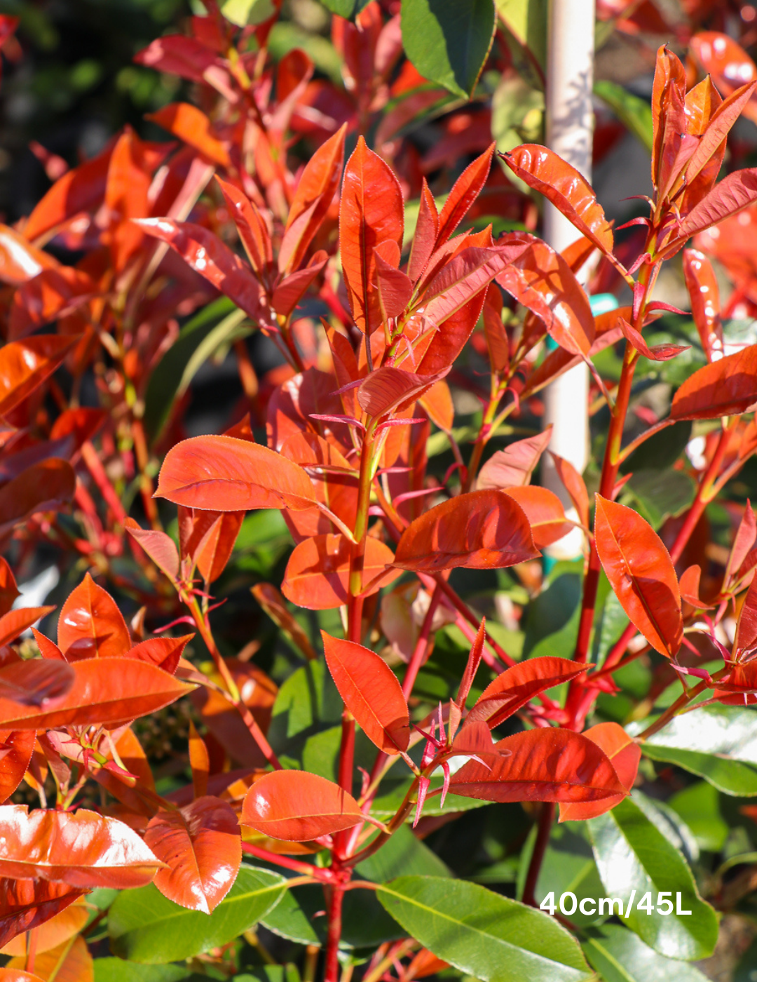 Photinia robusta - Evergreen Trees Direct