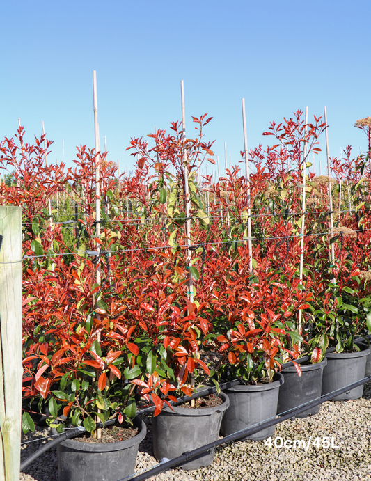 Photinia robusta