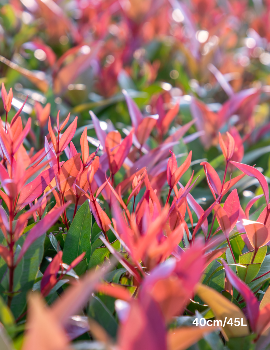 Photinia robusta - Evergreen Trees Direct